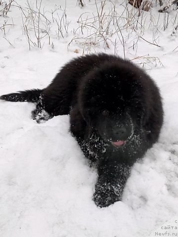 Фото: ньюфаундленд Malinoviy Tsvetok Mayolika (Малиновый Цветок Майолика)