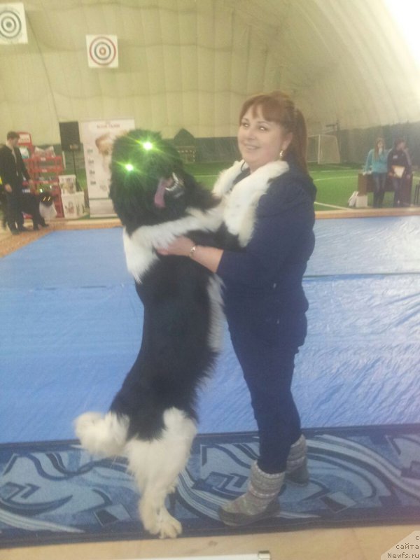 Фото: ньюфаундленд Akvian Song Karamel' (Аквиан Сонг Карамель)