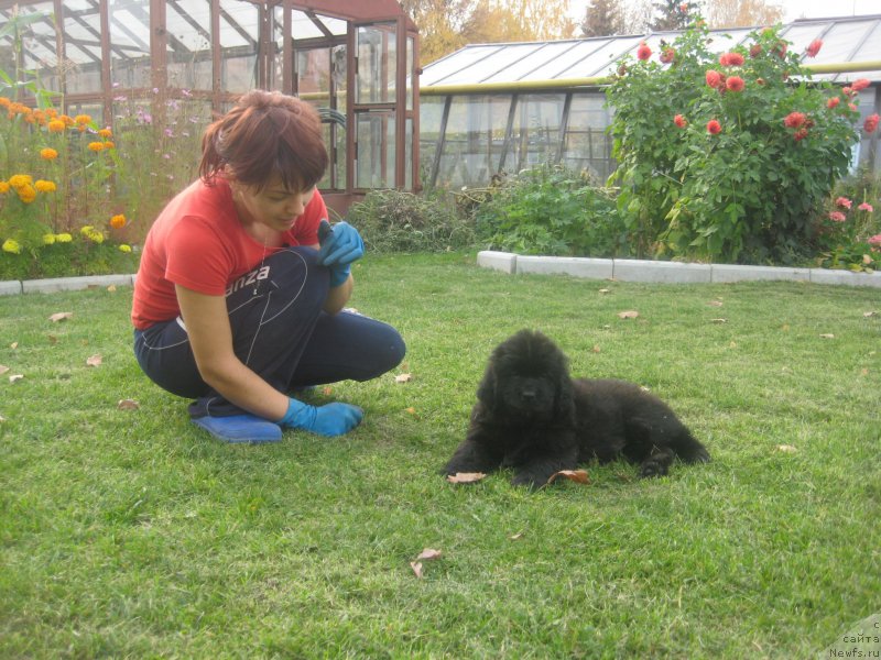 Фото: ньюфаундленд CHernaya Jemchujina ot Sibirskogo Medvedya (Черная Жемчужина от Сибирского Медведя)