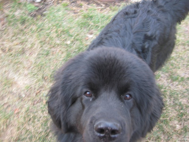 Фото: ньюфаундленд CHernaya Jemchujina ot Sibirskogo Medvedya (Черная Жемчужина от Сибирского Медведя)