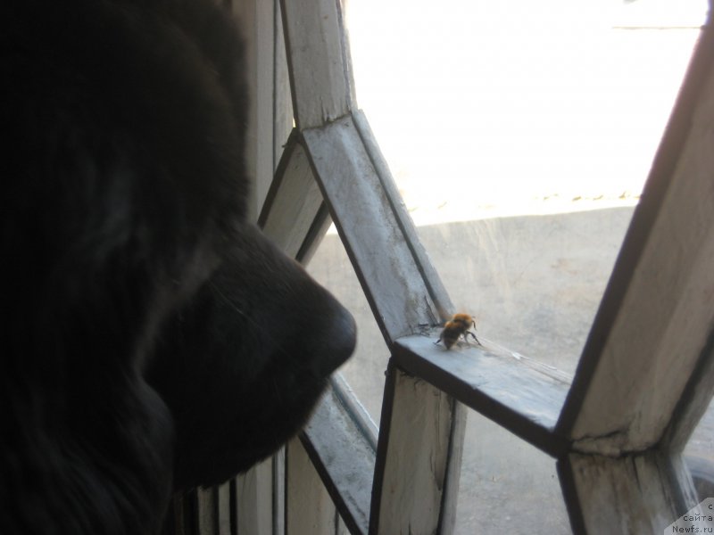 Фото: ньюфаундленд CHernaya Jemchujina ot Sibirskogo Medvedya (Черная Жемчужина от Сибирского Медведя)