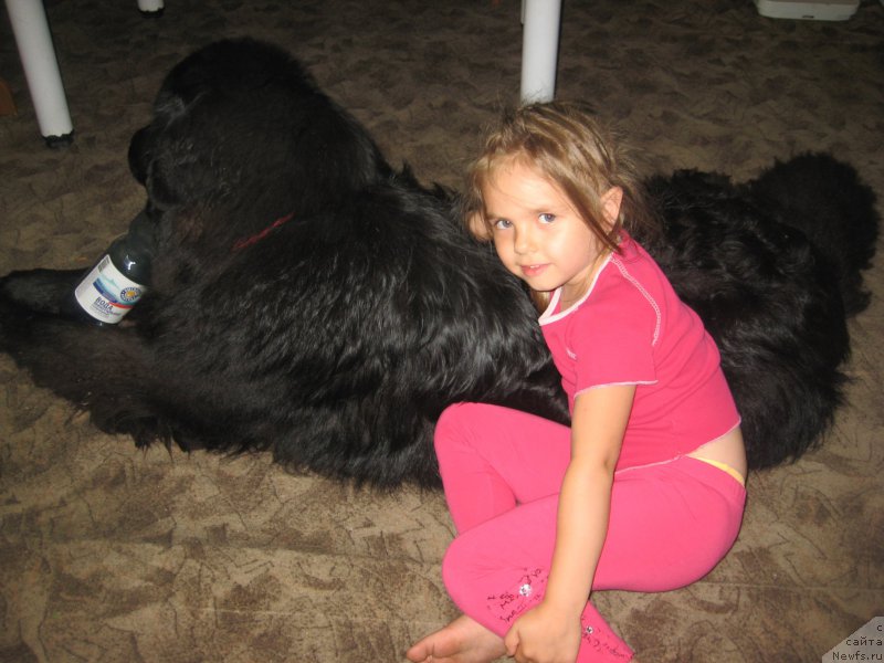Фото: ньюфаундленд CHernaya Jemchujina ot Sibirskogo Medvedya (Черная Жемчужина от Сибирского Медведя)