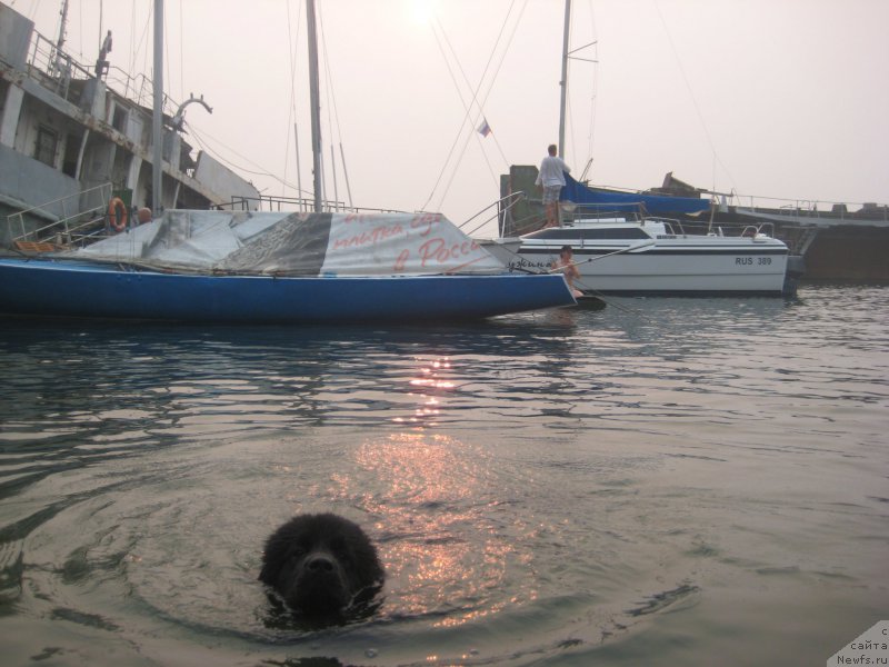 Фото: ньюфаундленд CHernaya Jemchujina ot Sibirskogo Medvedya (Черная Жемчужина от Сибирского Медведя)