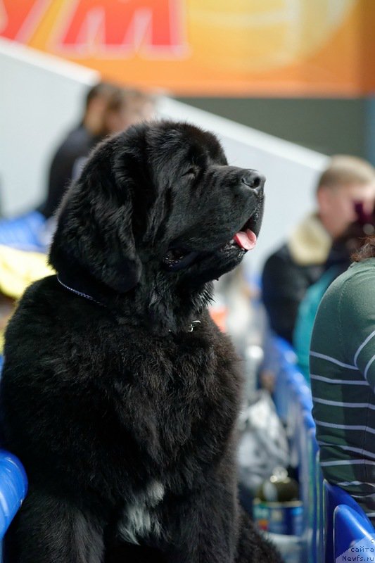 Фото: ньюфаундленд Akvian Song Lars Berger (Аквиан Сонг Ларс Бергер)