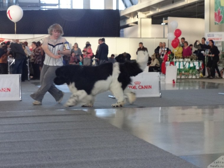 Фото: ньюфаундленд Super Bizon Cosmos (Супер Бизон Космос)