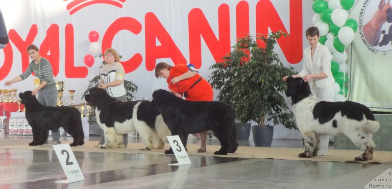 Фото: ньюфаундленд Akvian Song Lavatera (Аквиан Сонг Лаватера), ньюфаундленд Super Bizon Cosmos (Супер Бизон Космос), ньюфаундленд Aquatoriya Kelvin Schedrost Fortuny (Акватория Келвин Щедрость Фортуны), ньюфаундленд Super Bizon Argo (Супер Бизон Арго)