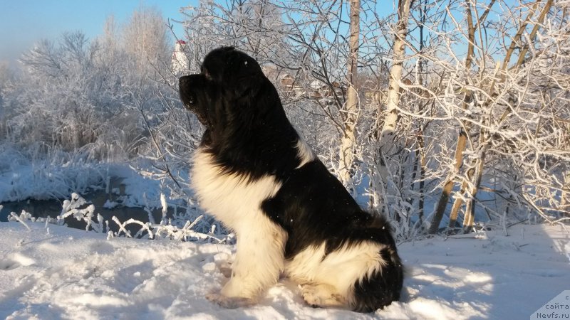 Фото: ньюфаундленд Akvian Song Kroun Royal (Аквиан Сонг Кроун Роял)