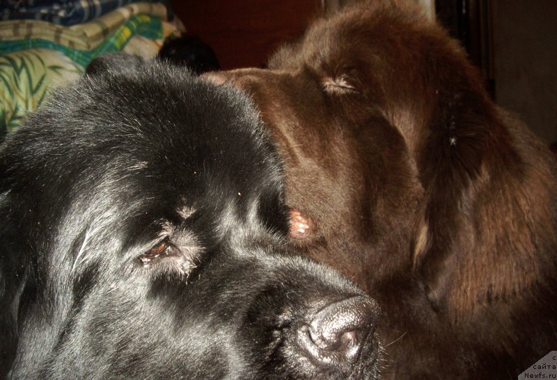 Фото: ньюфаундленд Aquatoriya Kelvin Kadril (Акватория Келвин Кадриль), ньюфаундленд I Follow The Sun de L'Etoile de Cyrice