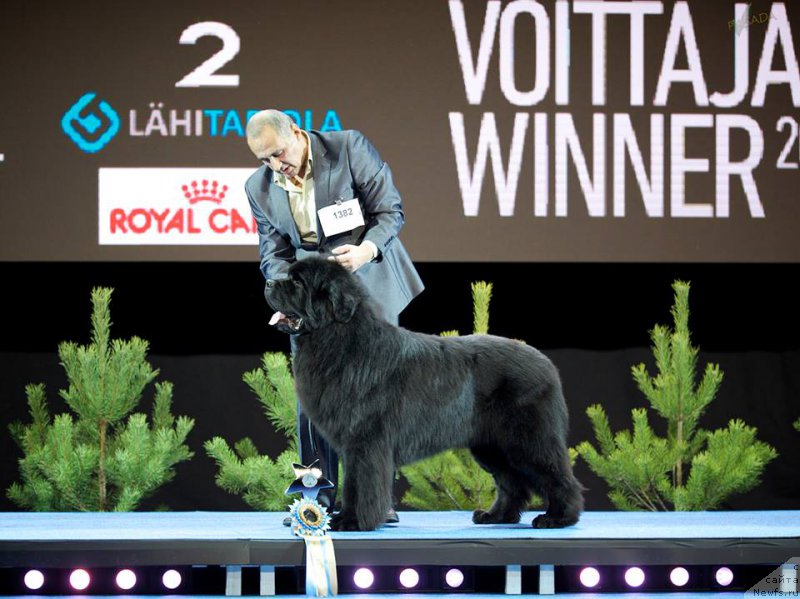 Фото: ньюфаундленд Zvezdnij Dar Agassi (Звездный Дар Агасси)