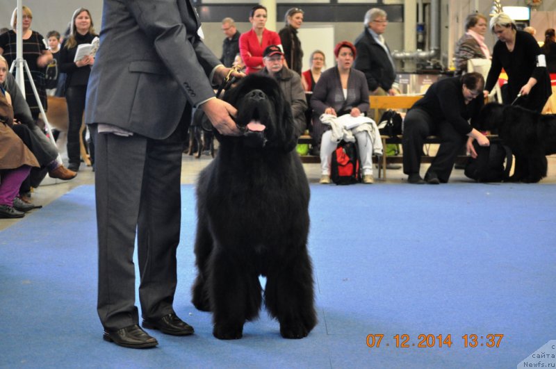 Фото: ньюфаундленд Zvezdnij Dar Agassi (Звездный Дар Агасси)