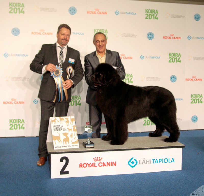 Фото: ньюфаундленд Zvezdnij Dar Agassi (Звездный Дар Агасси)