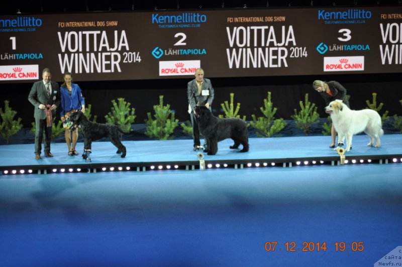 Фото: ньюфаундленд Zvezdnij Dar Agassi (Звездный Дар Агасси)