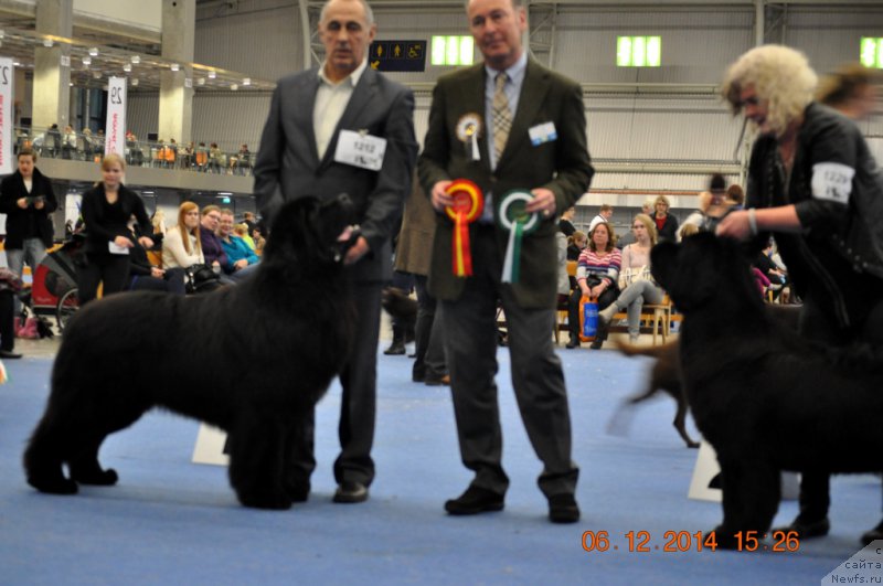Фото: ньюфаундленд Zvezdnij Dar Agassi (Звездный Дар Агасси)