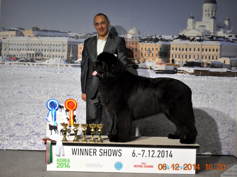 Фото: ньюфаундленд Zvezdnij Dar Agassi (Звездный Дар Агасси)