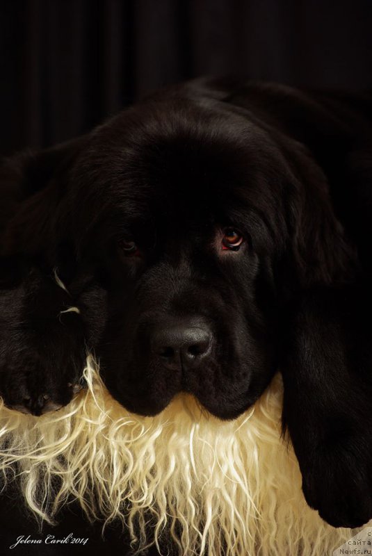 Фото: ньюфаундленд Chernaya Mafia Maybe She Will (Черная Мафия Маубе Ше Вилл)