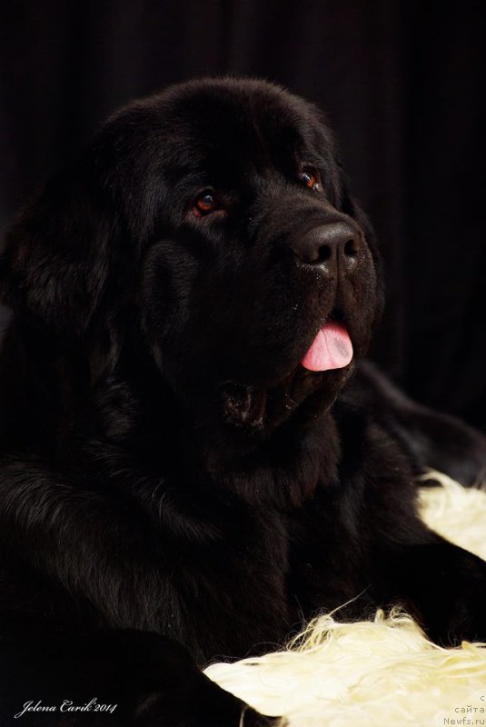 Фото: ньюфаундленд Chernaya Mafia Maybe She Will (Черная Мафия Маубе Ше Вилл)