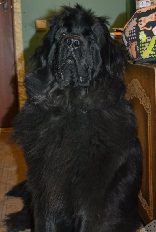 Фото: ньюфаундленд Chernaya Mafia Zoom Into Me (Черная Мафия Зоом Инто Ме)