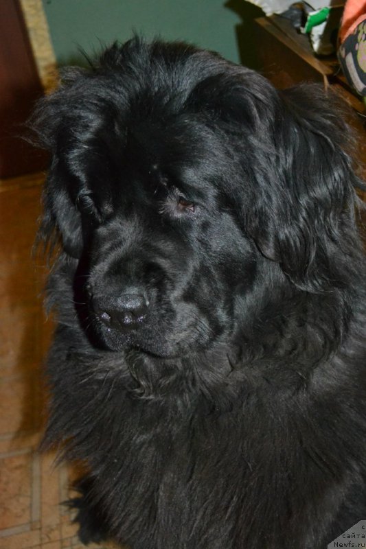 Фото: ньюфаундленд Chernaya Mafia Zoom Into Me (Черная Мафия Зоом Инто Ме)