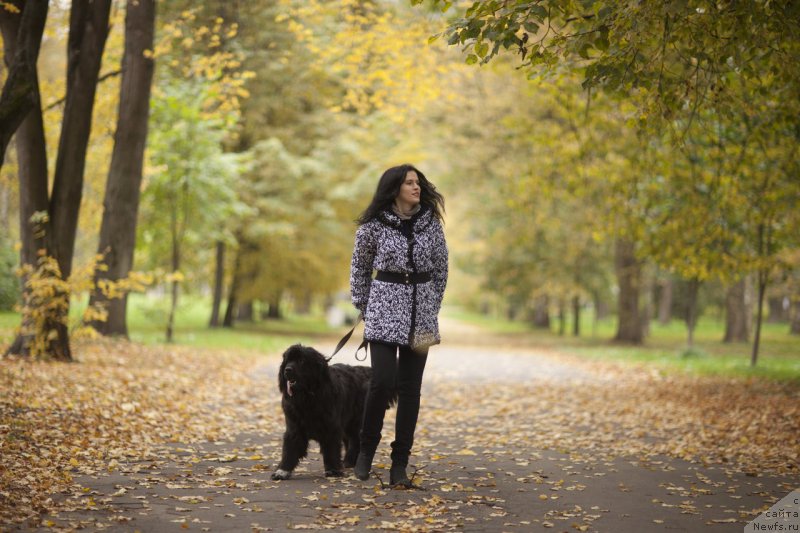 Фото: ньюфаундленд Velyke Malyatko Bayaderka Yurka, Kseniya CHesnokova (Ксения Чеснокова)