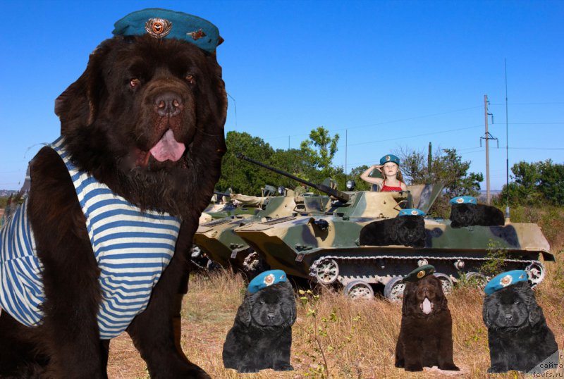 Фото: ньюфаундленд Charmer Denkam Bronze (Чармер Денкам Бронз)