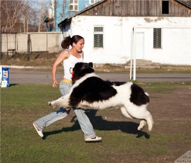 Фото: ньюфаундленд Fluffy Avalanch Surpassing All Expektations (Флюфи Аваланч Сурпассинг Алл Експестатионс)