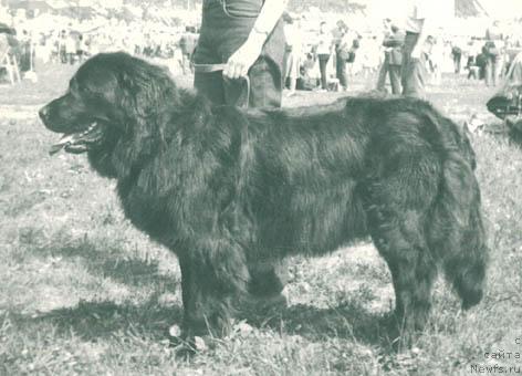 Фото: ньюфаундленд YElis Urs (Элис Урс)