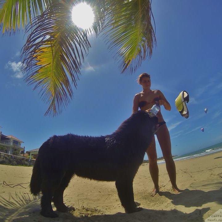 Фото: Kseniya Abaturova (Ксения Абатурова), ньюфаундленд Piternyuf IMXO (Питерньюф ИМХО)