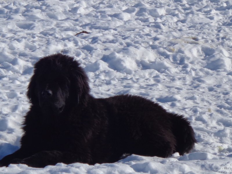 Фото: ньюфаундленд Viktorius Smayl (Викториус Смайл)