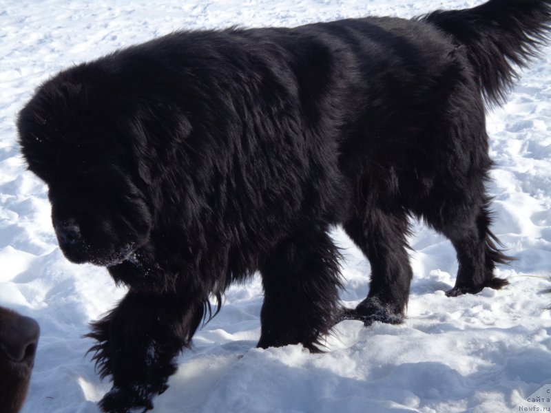 Фото: ньюфаундленд Super Premium Mikado (Супер Премиум Микадо)