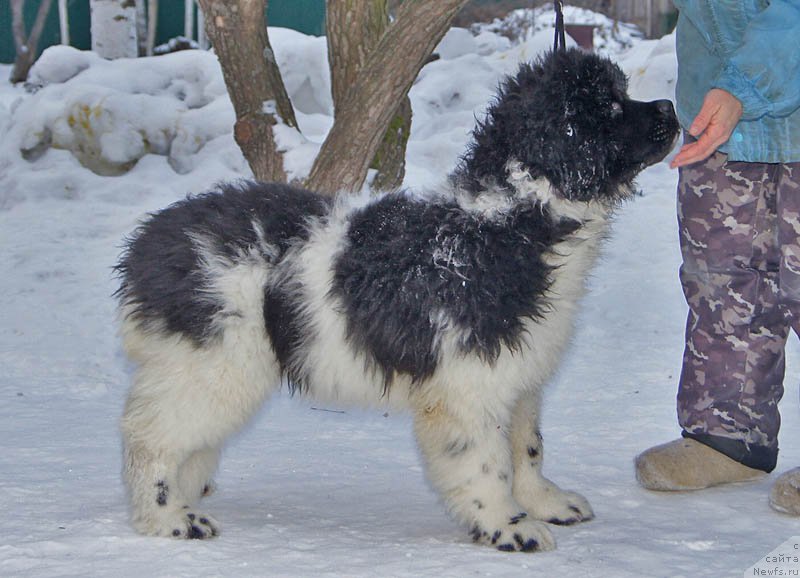 Фотография № 170018