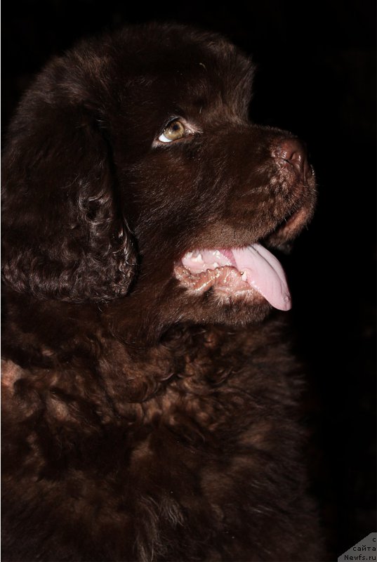 Фотография № 170025