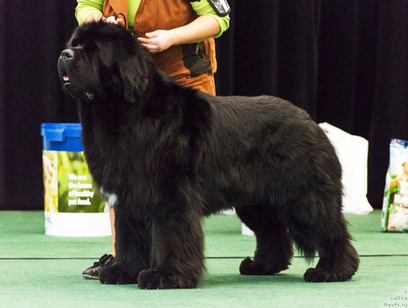 Фото: ньюфаундленд Bowaters Braveheart Nuo Ozo Kalvu