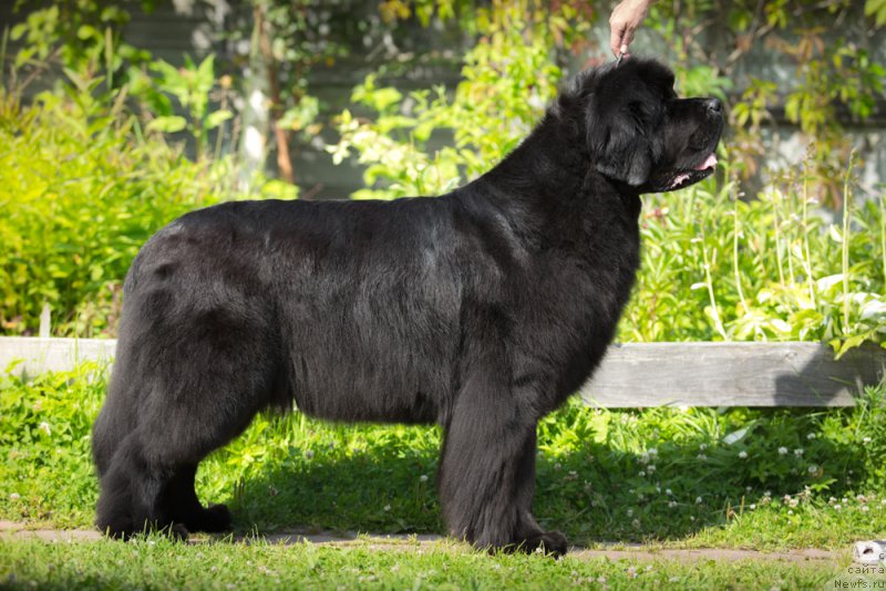 Фото: ньюфаундленд Beguschaya po Volnam Dancing Queen (Бегущая по Волнам Дансинг Квин)