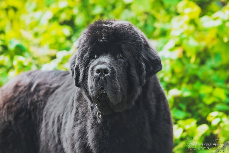 Фото: ньюфаундленд Beguschaya po Volnam Dancing Queen (Бегущая по Волнам Дансинг Квин)