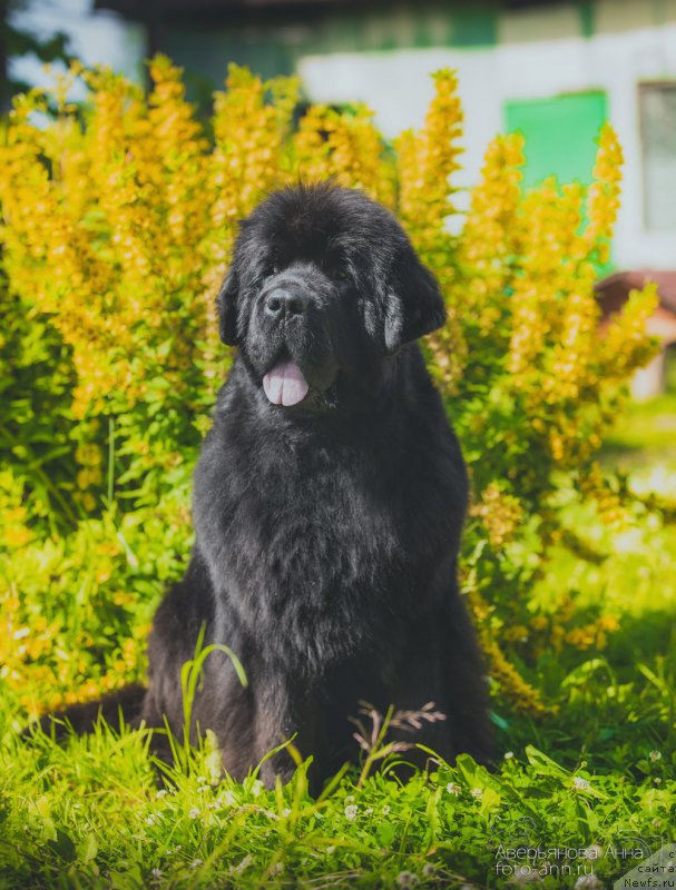 Фото: ньюфаундленд Beguschaya po Volnam Dancing Queen (Бегущая по Волнам Дансинг Квин)