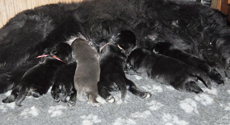 Фото: ньюфаундленд Beguschaya po Volnam Dancing Queen (Бегущая по Волнам Дансинг Квин)