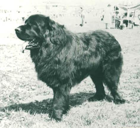 Фото: ньюфаундленд YUkfil Nik Vi (Юкфил Ник Ви)