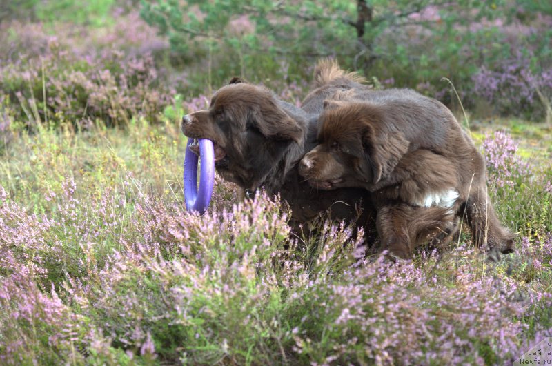Фото: ньюфаундленд Aquatoriya Kelvin Heather Honey (Акватория Келвин Хизер Хани), ньюфаундленд Fann'yuf Aurika Abissiniya (Фанньюф Аурика Абиссиния)