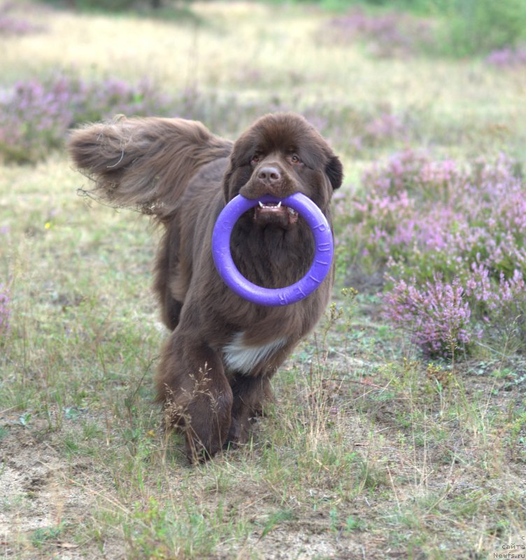Фото: ньюфаундленд Aquatoriya Kelvin Heather Honey (Акватория Келвин Хизер Хани)