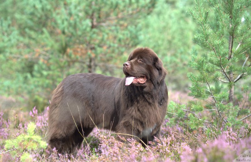 Фото: ньюфаундленд Aquatoriya Kelvin Heather Honey (Акватория Келвин Хизер Хани)