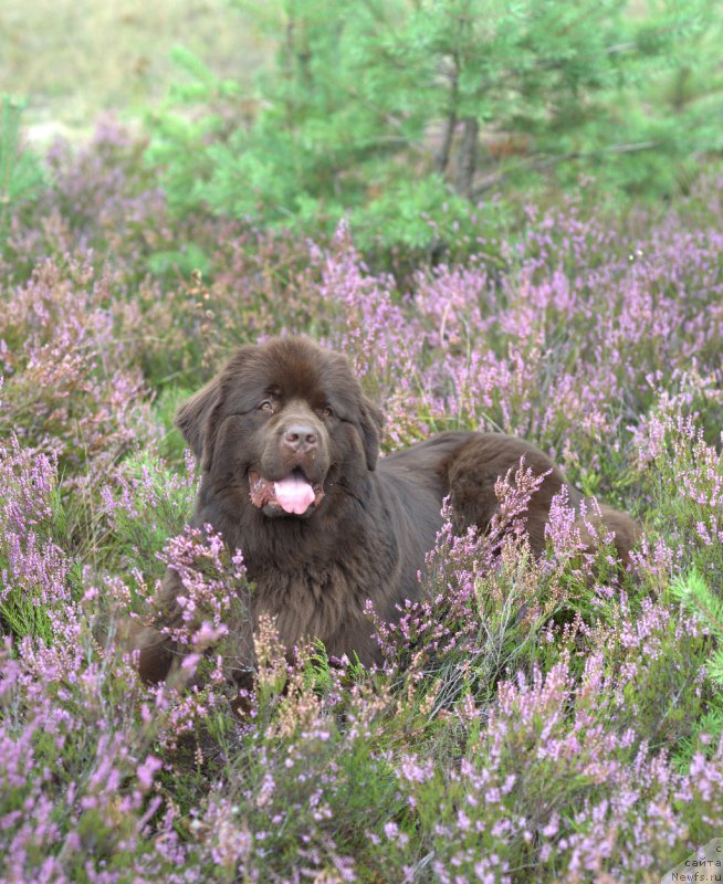 Фото: ньюфаундленд Aquatoriya Kelvin Heather Honey (Акватория Келвин Хизер Хани)