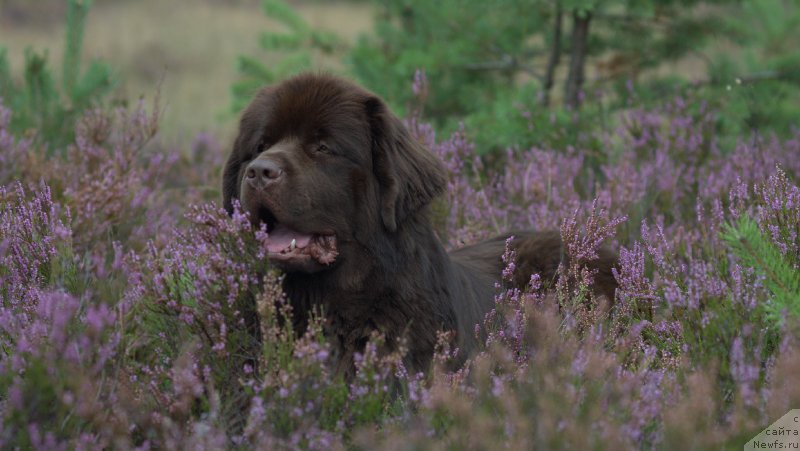 Фото: ньюфаундленд Aquatoriya Kelvin Heather Honey (Акватория Келвин Хизер Хани)
