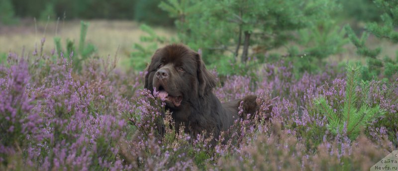Фото: ньюфаундленд Aquatoriya Kelvin Heather Honey (Акватория Келвин Хизер Хани)