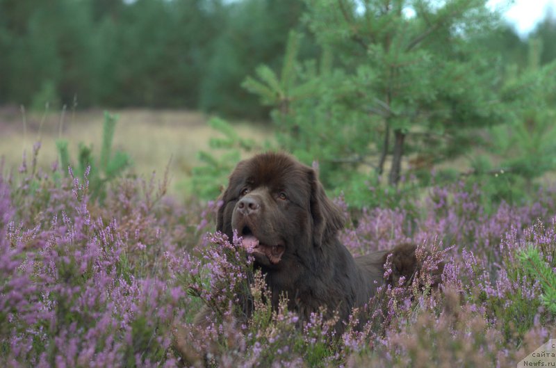 Фото: ньюфаундленд Aquatoriya Kelvin Heather Honey (Акватория Келвин Хизер Хани)