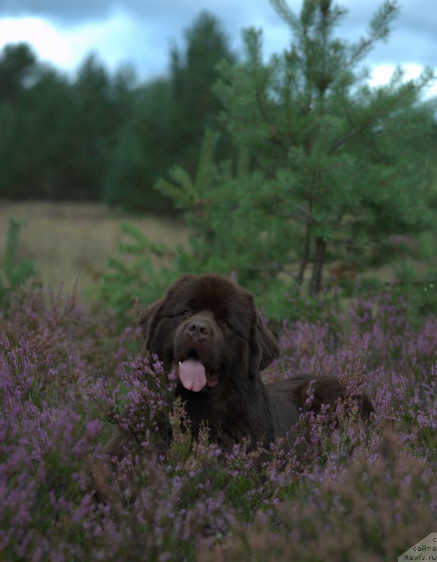 Фото: ньюфаундленд Aquatoriya Kelvin Heather Honey (Акватория Келвин Хизер Хани)