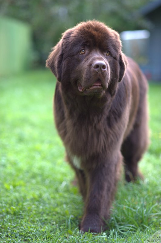 Фото: ньюфаундленд Aquatoriya Kelvin Heather Honey (Акватория Келвин Хизер Хани)