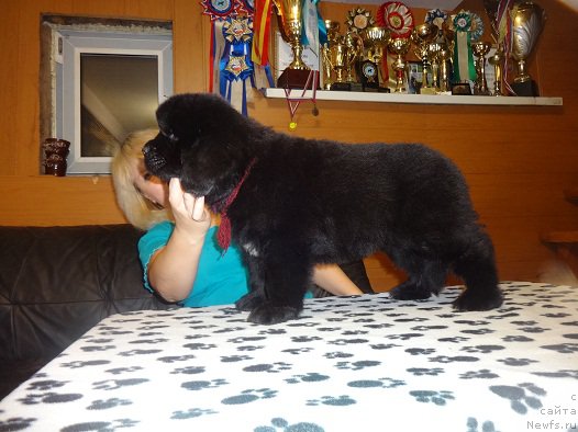 Фото: ньюфаундленд N'yufort Carica Nochi (Ньюфорт Царица Ночи)