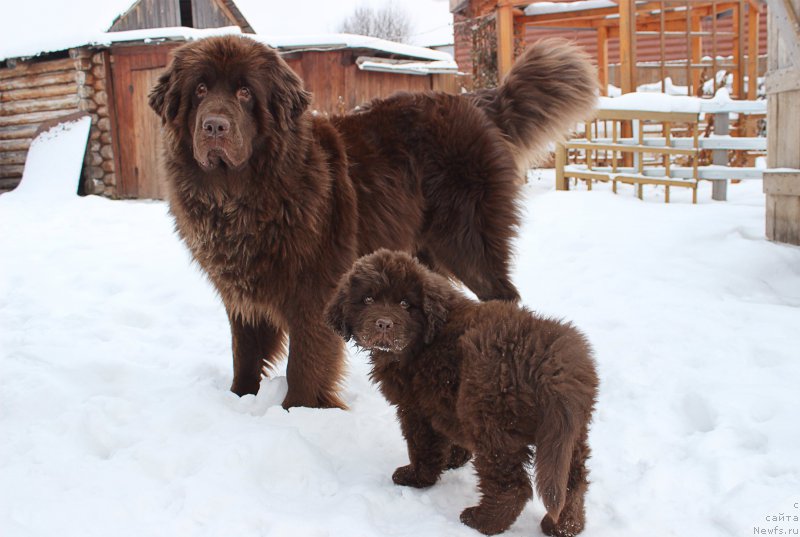 Фото: ньюфаундленд Naomi Tagoliri for Brouwnblood (Наоми Таголири фор Браунблад), ньюфаундленд Sverkayuzhaya Gora Mashame (Сверкающая Гора Машаме)