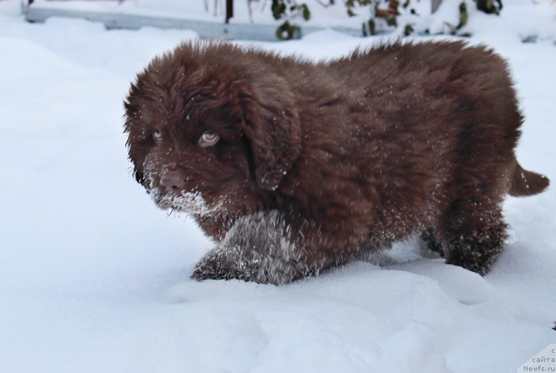 Фото: ньюфаундленд Naomi Tagoliri for Brouwnblood (Наоми Таголири фор Браунблад)