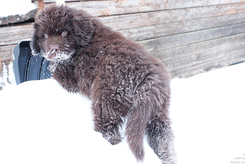 Фото: ньюфаундленд Naomi Tagoliri for Brouwnblood (Наоми Таголири фор Браунблад)